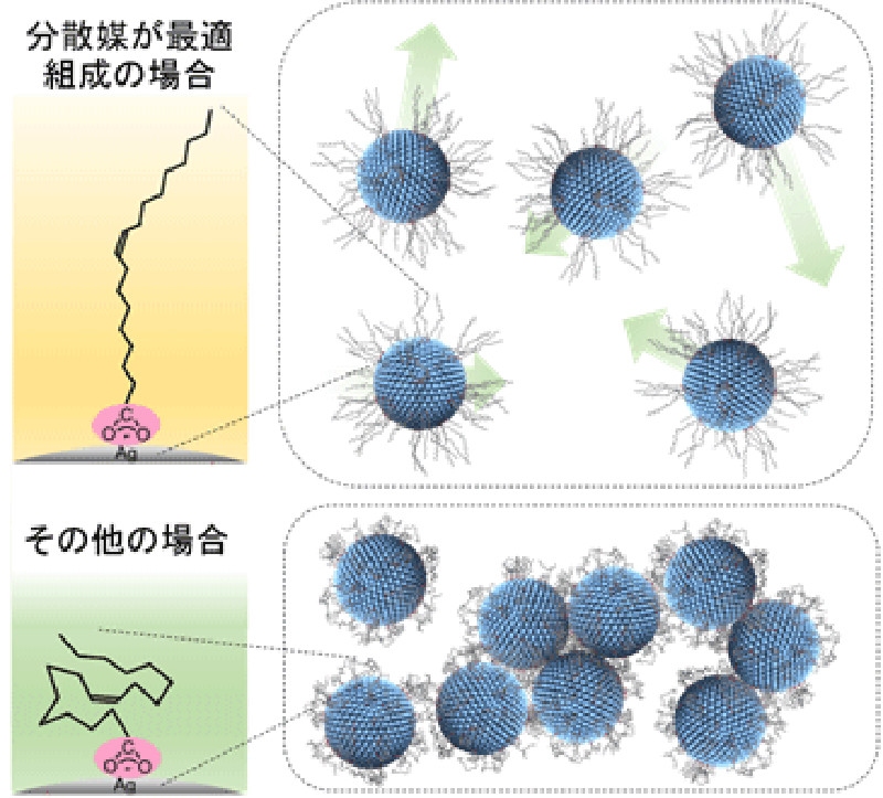 銀ナノ粒子を表面保護する脂肪酸の分子鎖の振る舞いと、銀ナノ粒子の分散・凝集のメカニズム