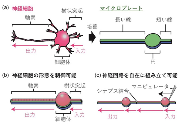 マイクロプレートによる神経細胞の形態制御と神経回路の組み立て