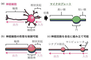 神経細胞を自在に制御できる技術を開発