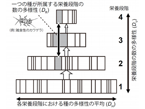 解きほぐしがなされた後の食物網におけるD指標。