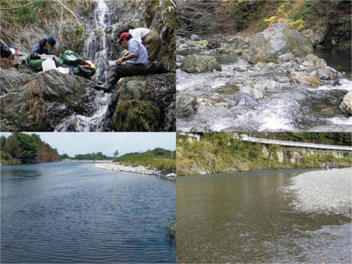 水生無脊椎動物の食物網を構築した河川。