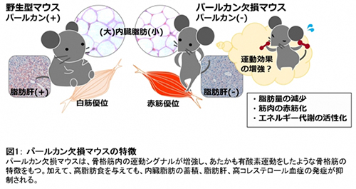 パールカン欠損マウスの特徴(出所:順天堂大学ニュースリリース)