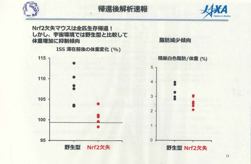 遺伝子欠失マウス JAXA