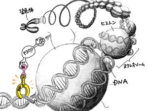 京大、特定の場所の遺伝子を活性化できる分子を開発