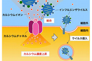 インフルエンザウイルス侵入の鍵を握るタンパク質が分かった 北大グループ解明