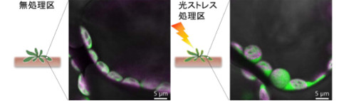 膨張した葉緑体の観察画像