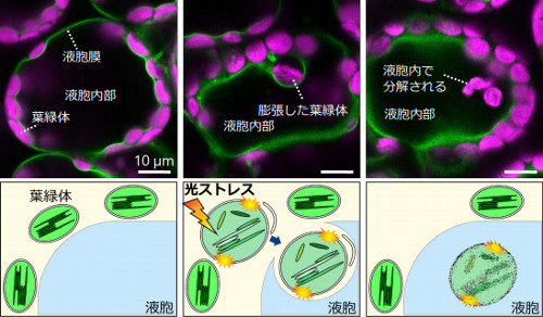 膨れた葉緑体が運ばれるプロセスの観察画像