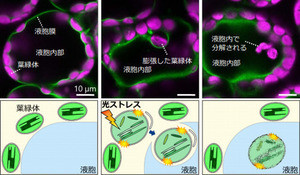 東北大、植物の故障した葉緑体を自ら除去するプロセスを解明