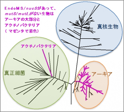 ミスマッチDNAと遺伝子の変異のイメージ図