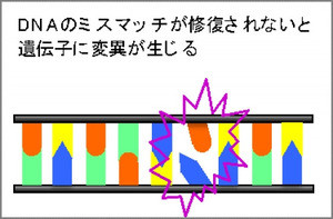 薬剤耐性の仕組み理解へ - 九大、ミスマッチ修復機能の謎を解明