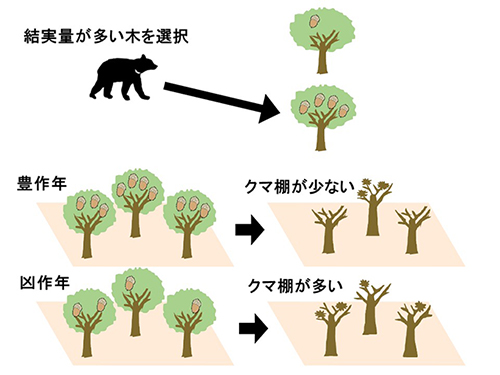 ツキノワグマによる樹上での採食行動のパターンの模式図。結実量が多い木にクマ棚が形成されやすく、凶作年の方がクマ棚は多く形成されやすいことがわかった。(出所:東京農工大学ニュースリリース)