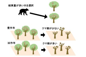 クマが木の上でドングリを食べる行動、木や森の豊凶に影響を受けると判明