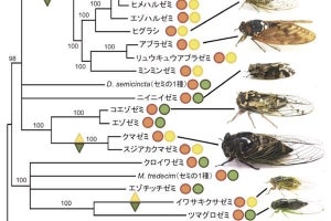 産総研と琉球大、日本産セミ15種の共生菌はセミ寄生性の冬虫夏草が起源