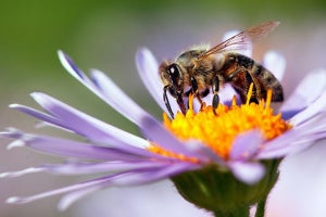 ミツバチは「ゼロの概念」を理解できる - 豪仏研究チームが報告