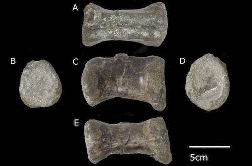 発見された恐竜の尾椎骨化石(A.背面観、B.後面観、C.右側面観、D.前面観、E.腹面観)(出所:北大ニュースリリース)