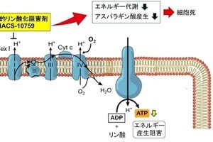 順天堂大、がん細胞のエネルギーを枯渇させる新しい抗がん剤を発見