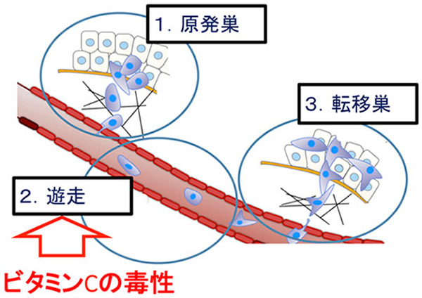 がん転移の段階におけるビタミンCの抑制効果