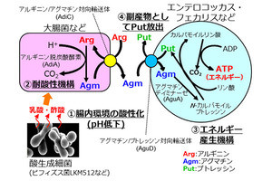 腸内細菌の生き残り戦略が組み合わさり、機能性物質ポリアミンが産生される