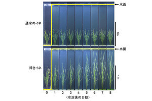 東北大学、洪水で背を伸ばして生き延びる「浮きイネ」の仕組みと起源を解明