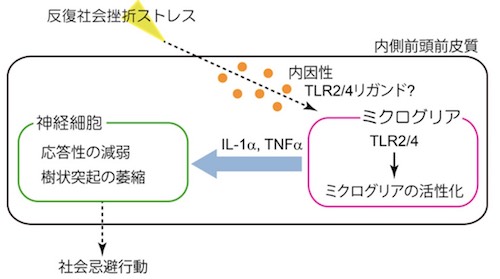 同研究で解明した反復ストレスによる、うつ様行動を担う脳内炎症の働き