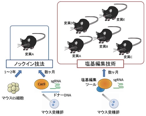 ノックイン技法と塩基編集技術によるモデルマウス作製方法(出所:理研Webサイト)