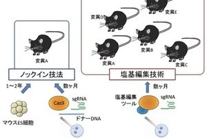 理研、疾患モデルマウス作製の効率化に成功