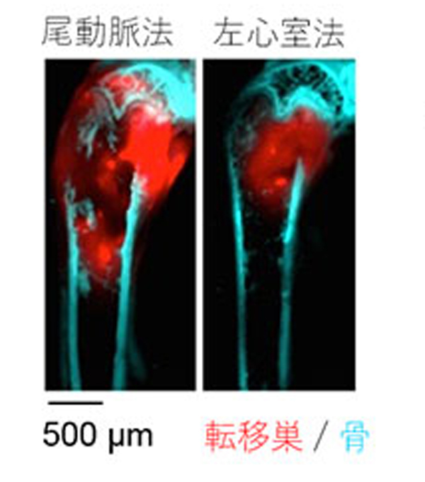 各移植経路からがん細胞を移植して2週間後に大腿骨に形成された骨転移病巣