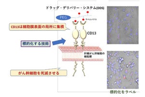 新たなDDSの構築により、肝臓がん幹細胞の標的化を実現 - 阪大など