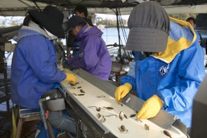 近大水産研究所がAIとIot活用でマダイの稚魚選別を効率化