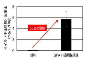 東工大、スーパー藻類を作出 - オイル生産性が従来の56倍に向上