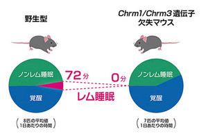 浅い眠りを起こす遺伝子が分かった 理研グループ、睡眠障害研究に役立つと期待