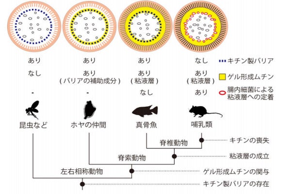 最新入荷】 脊椎動物消化系の比較生理学 kead.al