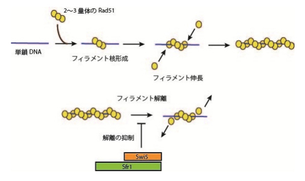 Rad51の1本鎖DNAフィラメント形成モデルとSwi5-Sfr1タンパク質によるフィラメントの安定化