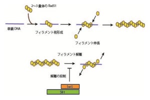 相同組換えのDNA鎖交換反応開始を制御する分子機構を解明 - 東工大