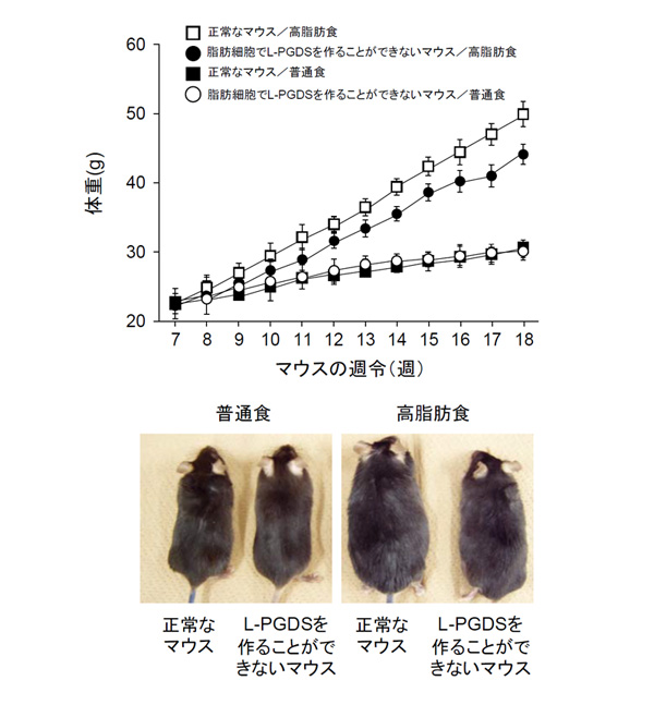 L-PGDSがないマウス