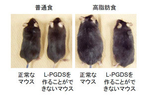 肥満を制御する酵素、東大などが発見