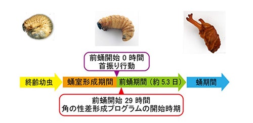 カブトムシのメスにも立派な角が生えた 基礎生物研が角の形成時期などを解明 Tech