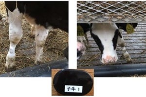 凸版印刷など、IoTで家畜の健康状態を管理するサービスに向けた実証実験