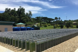 ちとせグループ、熱帯環境下における藻類培養設備を公開