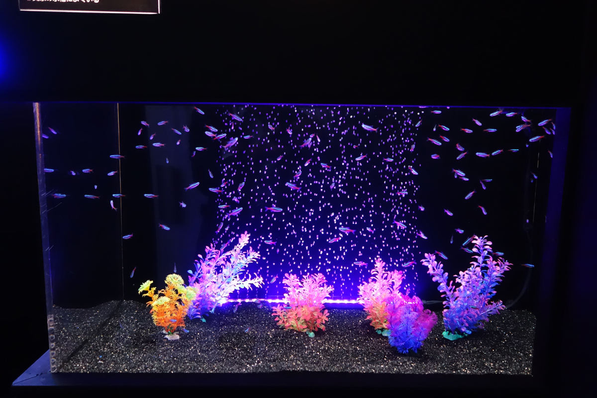 いきもの×光×色=イキモノアート展