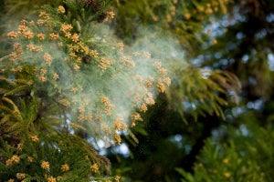 どのスギが花粉を飛散させている? 無花粉スギ原因遺伝子の同定に成功