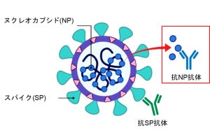 新型コロナの抗体検査精度向上に期待、横浜市大が高品質抗体を開発