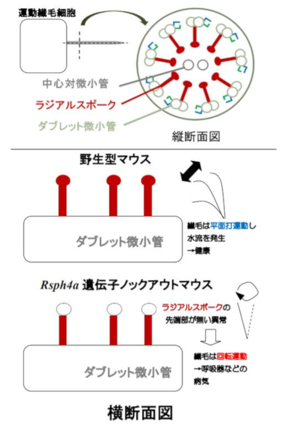 マウス気管運動繊毛のラジアルスポーク構造と運動パターンの変化