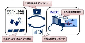 豊田通商とNEC、マグロ幼魚自動サイズ測定サービスを共同開発