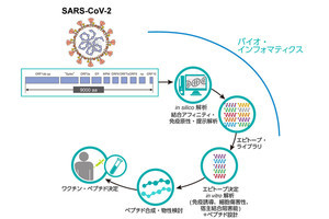 国がんとブライトパス、複数の新型コロナワクチン候補ペプチドを同定