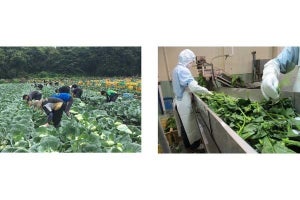 三井不動産がスマート農業の新会社設立-冷蔵・冷凍加工野菜生産