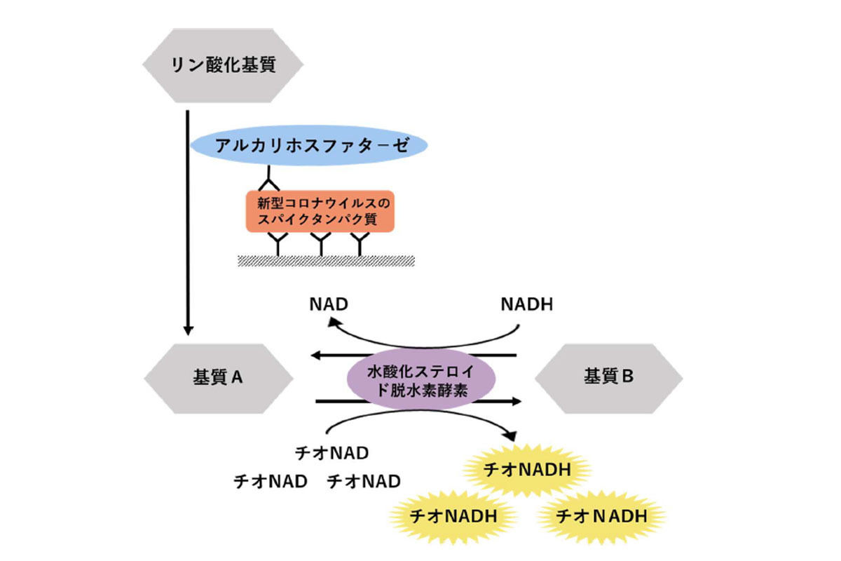 超高感度検出法