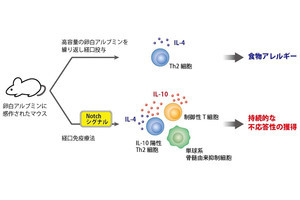 順天堂大、研究段階の食物アレルギー治療法「経口免疫療法」の仕組みを解明