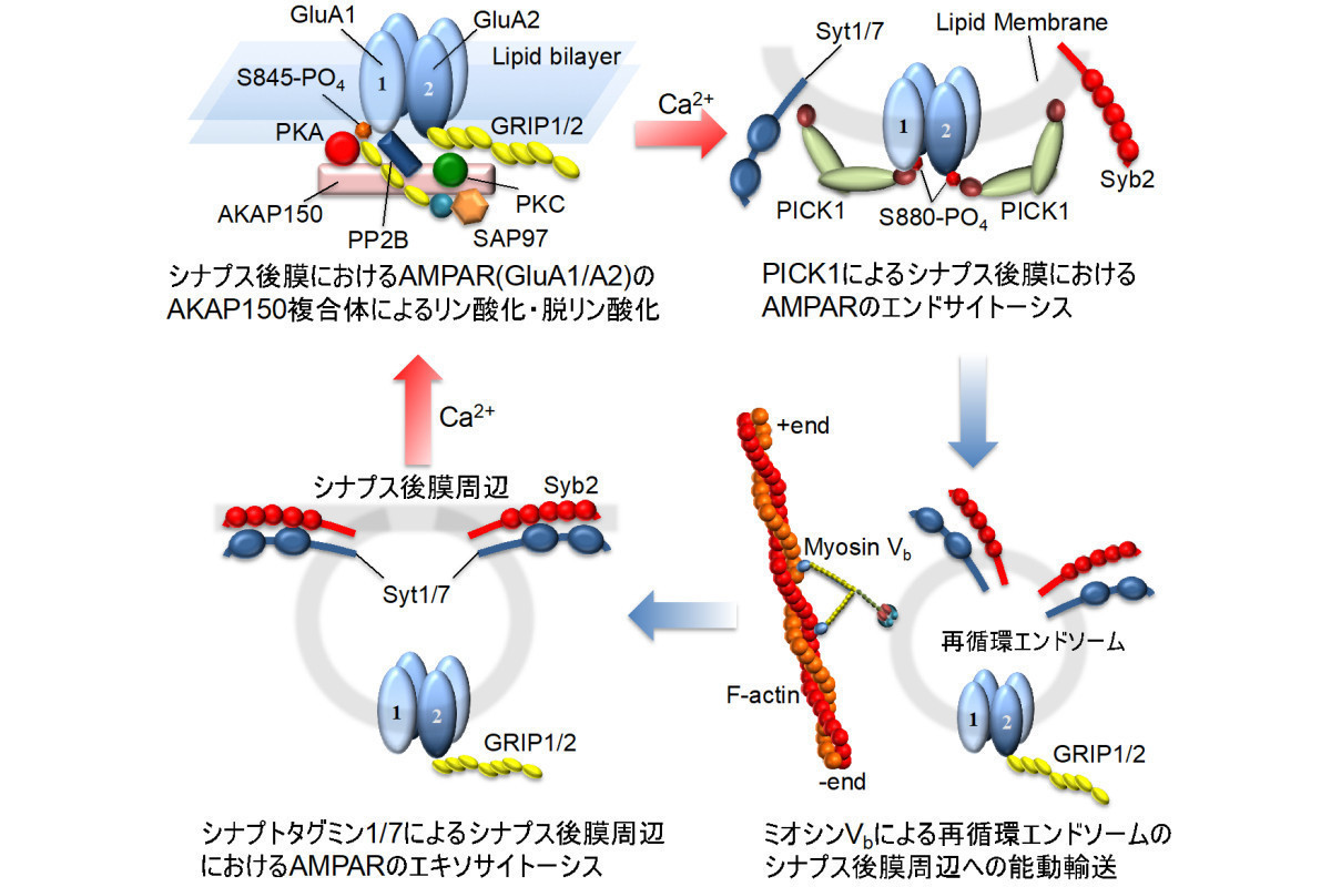 生物の脳が学習や記憶できる仕組みに関する新たなモデルを岡山大などが提案