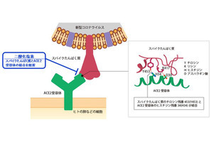 大幸薬品、二酸化塩素分子による新型コロナ感染阻止メカニズムを解明